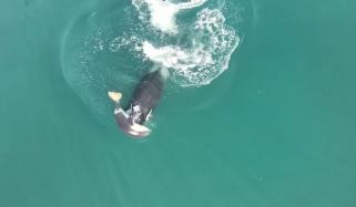 بچے کی موت پر غمزدہ نایاب اورکا وہیل کا مردہ بچے کو اٹھائے تیرنے کا دلخراش منظر