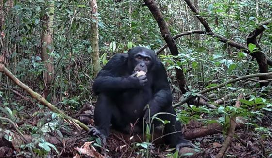 چمپینزیز کے روزانہ الکوحل استعمال کرنے کا انکشاف