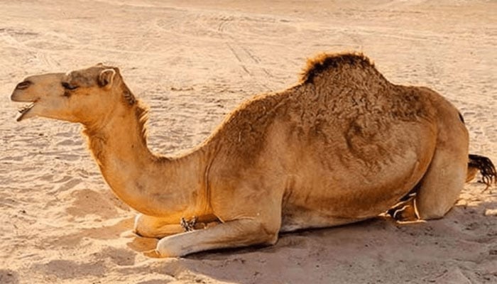 فائل فوٹو
