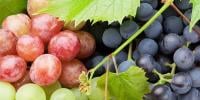 انگور بڑھاپے کی رفتار سست کرنے میں مددگار