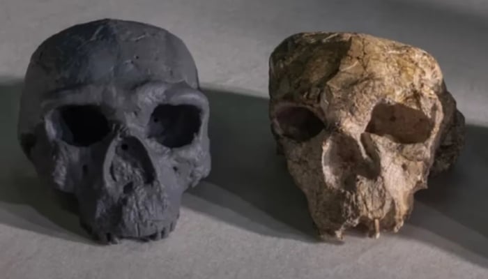 Million-year-old skull discover challenges human understanding of evolution