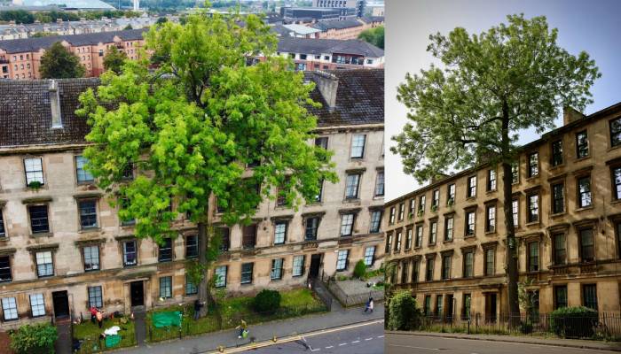 Tree of the Year 2025: Glasgow’s iconic Argyle Street Ash crowned in public vote