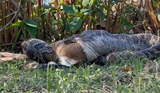 اژدھے کا ہرن کو اگلنے کا انوکھا منظر ریکارڈ