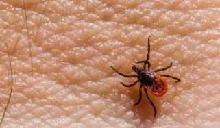 کراچی: زیر علاج کانگو وائرس کا مریض انتقال کر گیا