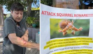 امریکا: خطرناک گلہری نے شہریوں میں خوف و ہراس پھیلا دیا