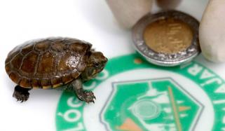 میکسیکو: دنیا کے سب سے چھوٹے کچھوے کی پیدائش