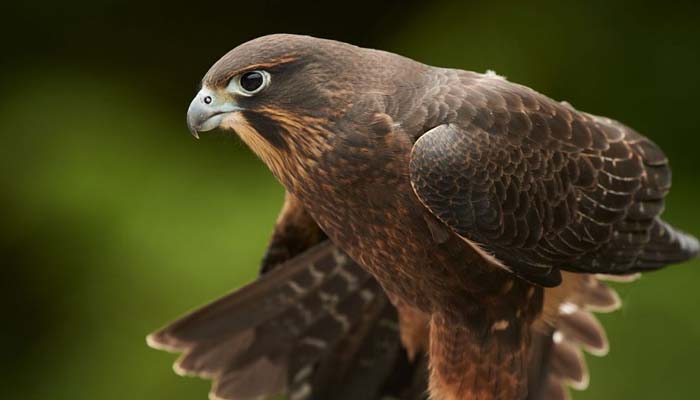 Kārearea falcon wins New Zealands bird of the year crown: ‘Very vulnerable’