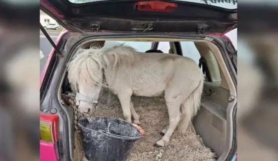 جرمنی: کار کی ڈِگی میں گھوڑا لے جانے والی خاتون پکڑی گئی