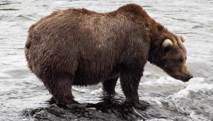 Brown bear Chunk wins Fat Bear Week 2025 crown despite injury