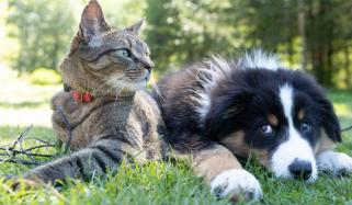 پالتو جانوروں پر اختلافات، نوبیاہتا جوڑے نے طلاق کیلئے کیس فائل کردیا