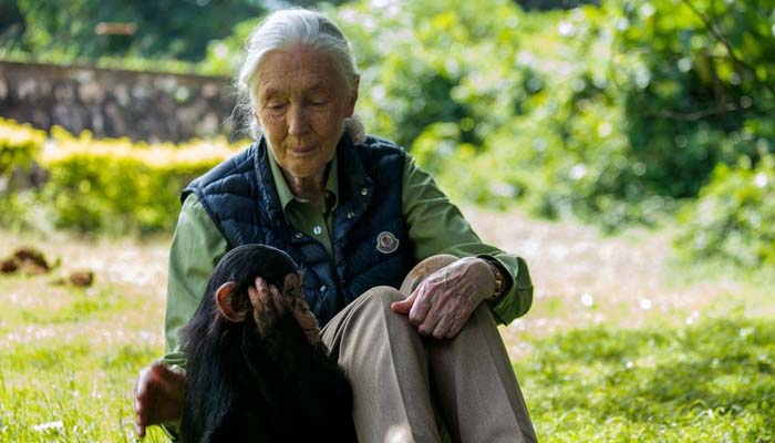 Dame Jane Goodall, pioneering primatologist, passes away at 91
