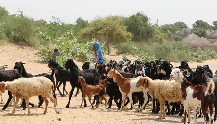 پاکستان دشمنی میں بھارتی فوج معصوم جانوروں پر بھی ظلم کرنے سے باز نہیں آئی