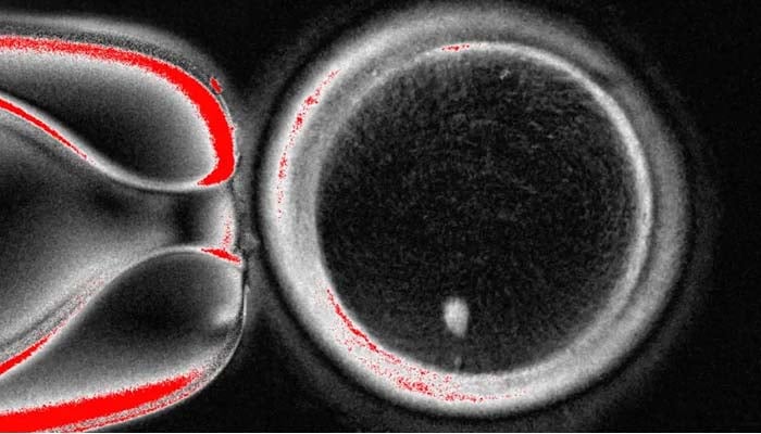 Researchers grow egg-like cells from human skin for fertilisation