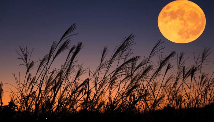 Harvest Moon 2025: Why moon appears bigger tonight?