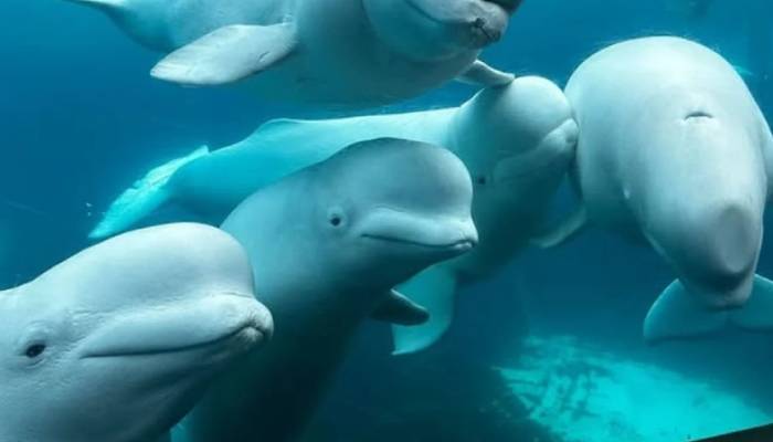 Marineland threatens to euthanise 30 beluga whales amid financial crisis