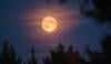 رواں سال کا پہلا سپر مون آج آسمان پر جگمگائے گا، پاکستان میں بھی نظارہ ممکن؟