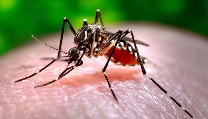 خیبر پختونخوا میں ڈینگی سے ایک اور مریض انتقال کرگیا، 46 زیر علاج