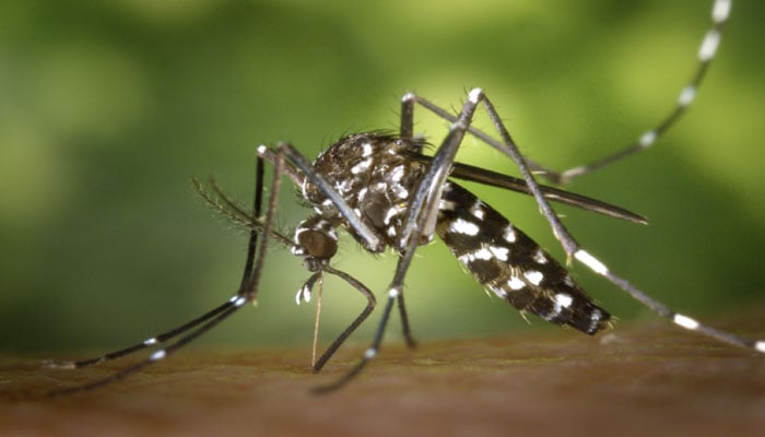 New York reports first case of Chikungunya virus