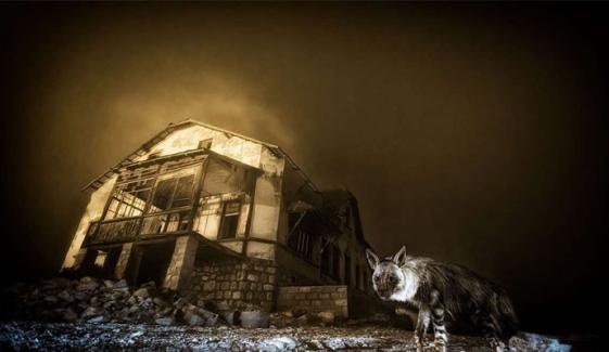 خوفناک مگر دلکش تصویر نے وائلڈ لائف فوٹوگرافر آف دی ایئر کا ایوارڈ جتوادیا