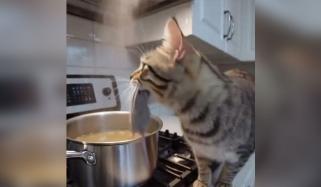 بلی نے پکتے ہوئے کھانے میں مرا ہوا چوہا گرا دیا، کیمرے نے پکڑ لیا