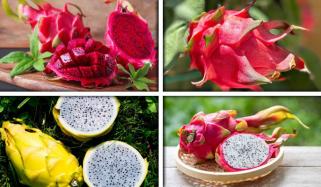 کراچی اور لاہور میں ڈریگن فروٹ کی کاشت شروع