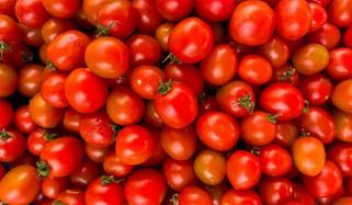  ٹماٹر 500 روپے فی کلو ہو گیا