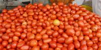 ٹماٹر کی قیمتوں میں کمی کب ہوگی؟