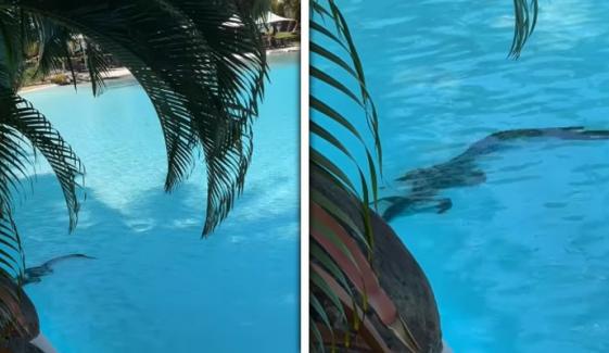 آسٹریلیا: لگژری ہوٹل کے سوئمنگ پول میں مگرمچھ آگیا، ویڈیو وائرل 