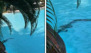 آسٹریلیا: لگژری ہوٹل کے سوئمنگ پول میں مگرمچھ آگیا، ویڈیو وائرل 