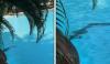 آسٹریلیا: لگژری ہوٹل کے سوئمنگ پول میں مگرمچھ آگیا، ویڈیو وائرل 