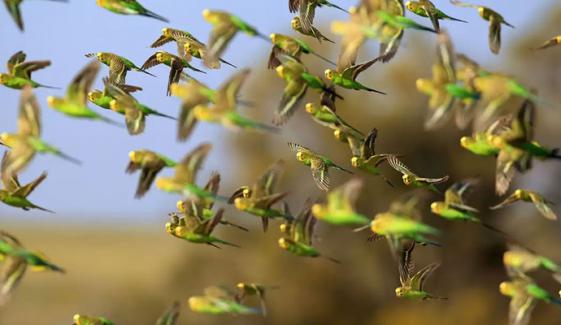 پرندے غول میں اُڑتے ہوئے ایک دوسرے سے ٹکراتے کیوں نہیں؟