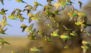 پرندے غول میں اُڑتے ہوئے ایک دوسرے سے ٹکراتے کیوں نہیں؟