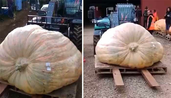 تصویر سوشل میڈیا۔