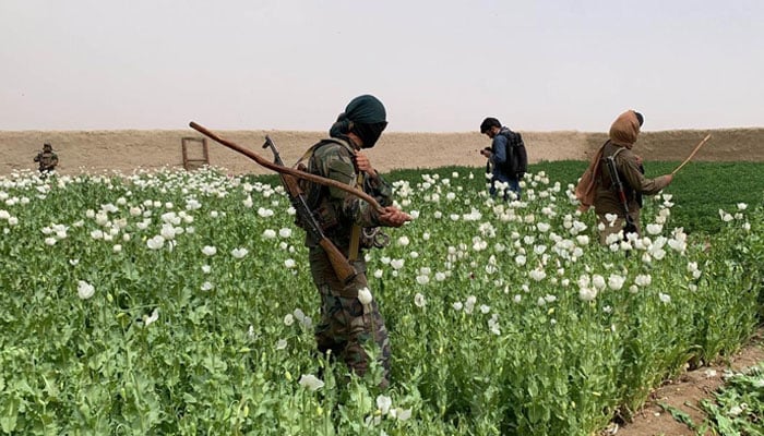 افغانستان میں کیمیائی منشیات کی پیداوار اور اسمگلنگ میں اضافہ