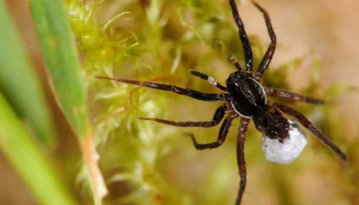 Rare spider species found in UK for first time since 1985