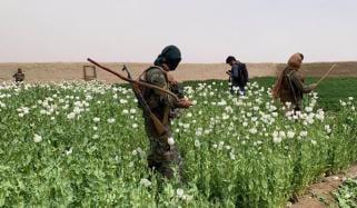 افغانستان میں کیمیائی منشیات کی پیداوار اور اسمگلنگ میں اضافہ