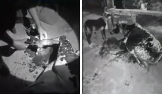 جہلم: زمیندار نے کھیت میں داخل ہونے والی گائے کی ٹانگ کاٹ دی 