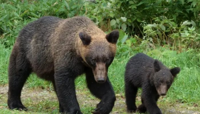 Japan forced to take extreme measures to tackle bear attacks