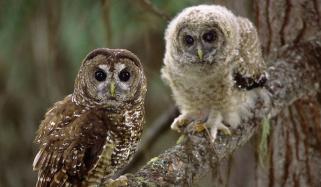 امریکا میں  5 لاکھ الوؤں کو مارنے کا منصوبہ، تنقید کے باوجود جاری 