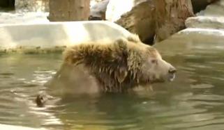 کراچی چڑیا گھر سے ریچھ رانو کو منتقل نہ کیاجاسکا