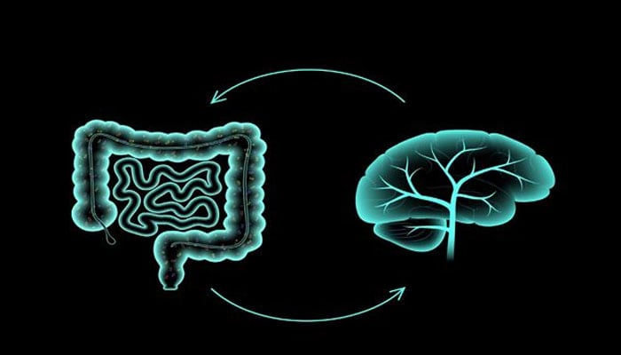 Study reveals link between gut movements and brain blood flow