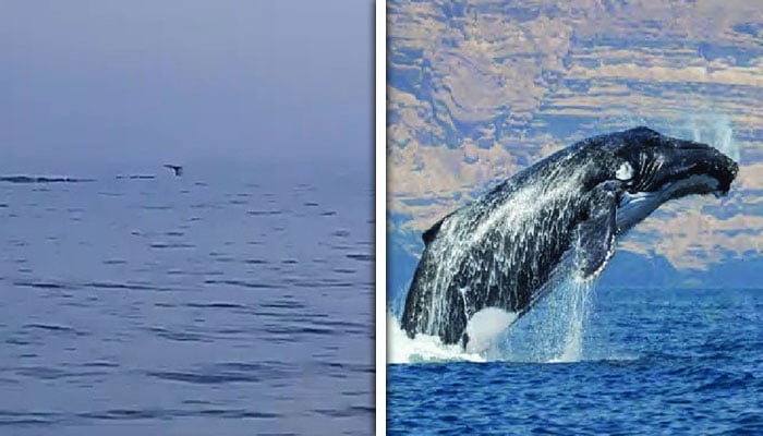 تصاویر:سوشل میڈیا