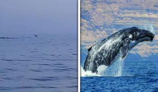 گوادر کے قریب معدومیت کے خطرے سے دوچار عربی وہیل کا حیران کن نظارہ