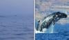 گوادر کے قریب معدومیت کے خطرے سے دوچار عربی وہیل کا حیران کن نظارہ