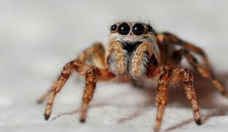 سائنسدانوں نے مکڑی کی ایک نئی نسل دریافت کر لی