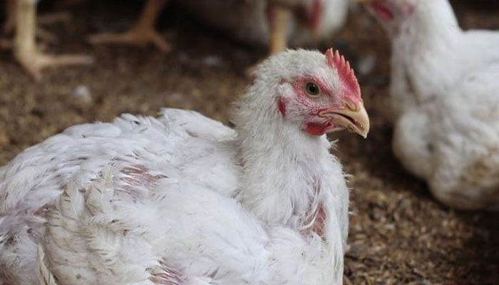 Experts warn UK facing highly infectious bird flu yet