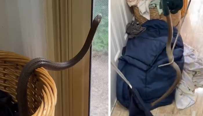 فوٹو: اسکرین گریب