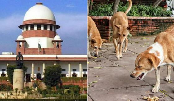  آوارہ کتوں کو پناہ گاہوں میں منتقل کرنے کا حکم