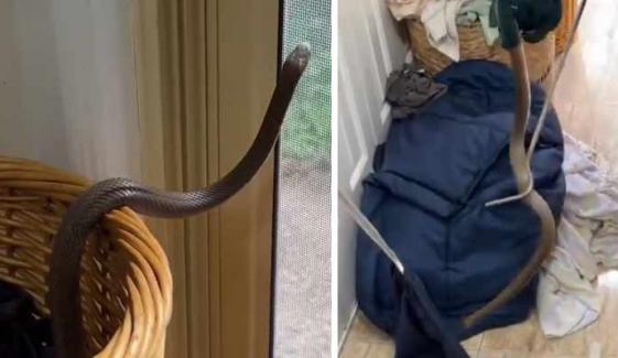 آسٹریلیا: لانڈری کی ٹوکری سے زہریلا سانپ نکل آیا