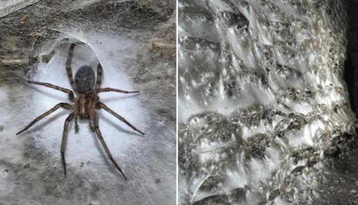 یورپ کے تاریک غار میں دنیا کا سب سے بڑا مکڑی کا جال دریافت